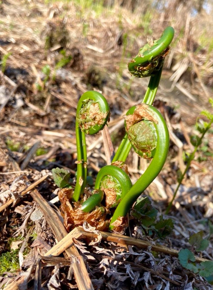 MissyNuffer's tweet photo. Unfurling is a quiet labor. I tend to rush the process, forgetting that some things need time to fully reveal their shape. https://t.co/pMYUCUADk8