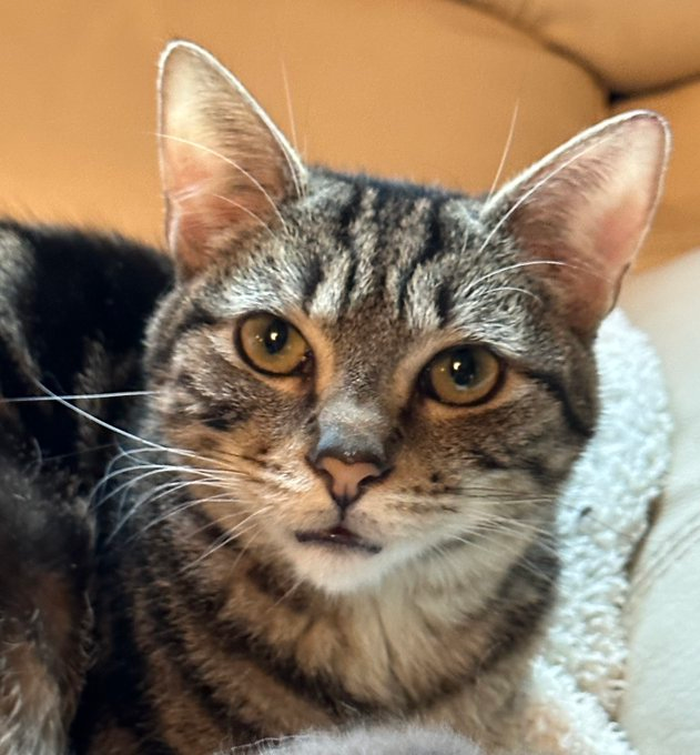sachikoko's tweet photo. 🙏🏽PLEASE SHARE
💖Sweet, Playful 4YO Marbled #Tabby Kitty "BONNET"💖
📣Waiting Since Sept. 2022 For A🏡#FureverHome🏡
▶️4 INFO https://t.co/5Rc5JccTdv
🙏🏽#ADOPT #AdoptDontShop
#Acampo, #CA #SanJoaquinCounty #Lodi
✅Cats✅Dogs✅Kids @AdoptRescueCats
#ForgottenSoulsHour #US #CATS https://t.co/IqTkC32khS