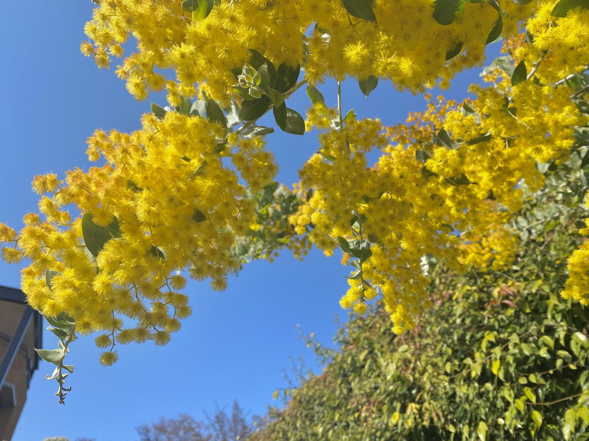 qc1301's tweet photo. お花が好き ܸᐢ. ̫.ᐢ ܸ

 #日常垢
 #日常垢さんと繋がりたい https://t.co/6IFBZsBxy4