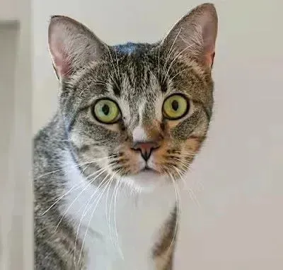 sachikoko's tweet photo. 🙏🏾PLEASE SHARE
💖Sweet 7YO Brown #Tabby &amp; White Kitty GRETCHEN💖
📢Waiting 4 A #FureverHome🏡Since March 2021
▶️https://t.co/5Rc5JccTdv
📹https://t.co/V8GXpokTTW
🙏🏽#AdoptDontShop
#Acampo, #CA #Lodi #SanJoaquinCounty
✅Cats @AdoptRescueCats
#ForgottenSoulsHour #US #Cats https://t.co/Q9gydx5XOP