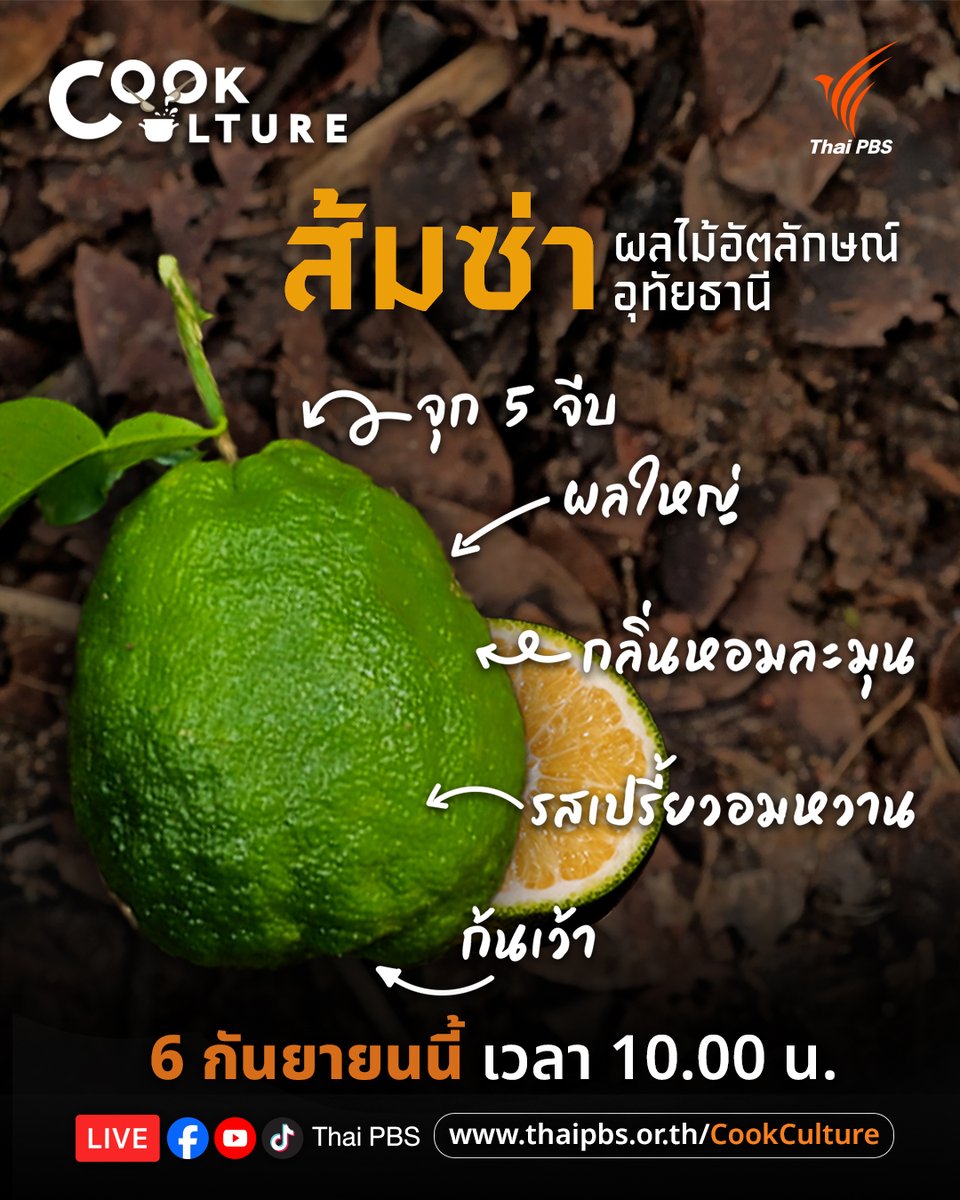 ThaiPBS's tweet photo. 🍊 "ส้มซ่า" อุทัยธานี ผลไม้อัตลักษณ์ที่โดดเด่นด้วยผลใหญ่ กลิ่นหอมเฉพาะตัว และรสเปรี้ยวอมหวานที่ไม่เหมือนใคร
Cook Culture ชวนค้นหาว่าอะไรที่ทำให้ #ส้มซ่า มีเอกลักษณ์ ทั้งธรรมชาติของพื้นที่และภูมิปัญญาการปลูก รวมถึงอาหารพื้นบ้าน
📌 ติดตามชม #CookCulture วันอาทิตย์ที่ 6 กันยายนนี้ เวลา 10.00 น. ทาง #ThaiPBS #ช่องหมายเลข3
▶️ ชมรายการย้อนหลังได้ที่ https://t.co/hEj9MWlN0C