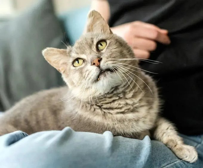 sachikoko's tweet photo. 👉🏽HERO WANTED🙏🏽PLZ SHARE
💙Sweet 14YO #Senior Gray Kitty GANDALF💙
🔹Needs A Cat Savvy🏡#FureverHome
🔹https://t.co/tfzHtcA14e
🙏🏽#Adopt
#Oakland, #CA #SF #SpecialNeeds
▶️https://t.co/FCtnqRd4RB
☑️Adults☑️Cats #ForgottenSoulsHour #US #CATS
👉🏽#FIV+ Cats Can Live A Long Healthy Life https://t.co/pBOXHNDpXg