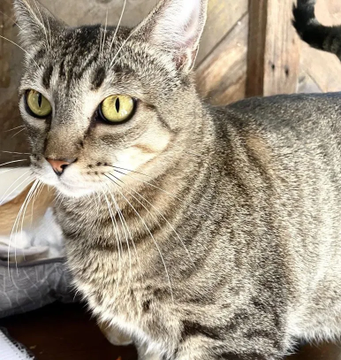sachikoko's tweet photo. 🙏🏾PLEASE SHARE
💖Sweet, Confident 5YO Brown #Tabby Kitty "ROBIN"💖
📢Needs A Loving🏡#FureverHome🏡
▶️https://t.co/5Rc5Jcdr33
🙏🏽#Adopt #AdoptDontShop #AdoptMe
#Acampo, #CA #Lodi #SanJoaquinCounty
✅Cats✅Kids @AdoptRescueCats #Cats
#ForgottenSoulsHour #US #Cats https://t.co/8n3aSOm3wx