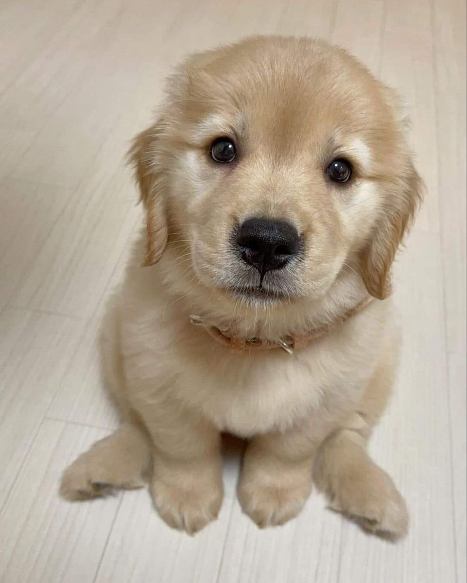 puppies_video's tweet photo. So Adorable 🥰🥰 https://t.co/3T7D3XgtFF