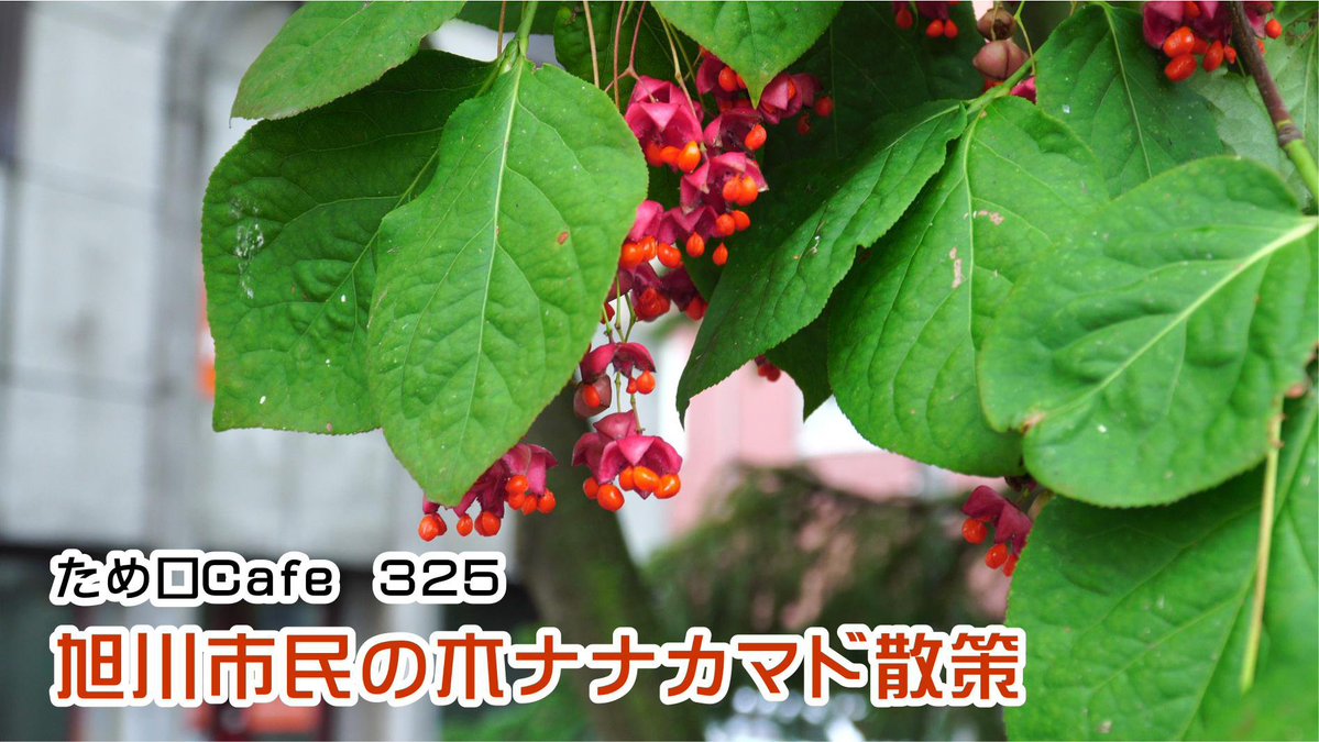 Bears_magazine's tweet photo. ため口Cafe。旭川市民の木ナナカマドに今時期を散策。
下記のリンクから動画が見られます。
#ナナカマド #木 #旭川
ベアーズマガジン（北海道のネットテレビ）
https://t.co/lYRQ89IF9x

ため口Cafe
https://t.co/HfShImmsu9 https://t.co/Y42nsk8qpK