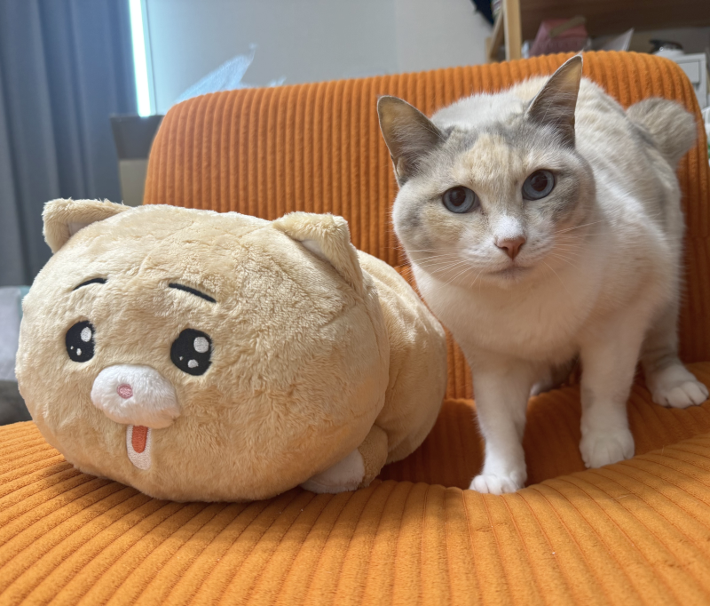 peroty6e's tweet photo. クラファンは明日18時からです、よろしくお願いします🙇‍♂️ https://t.co/G6UXoN60Lk