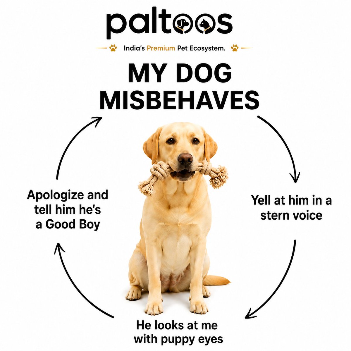 PaltoosIndia's tweet photo. 😂 Every dog parent knows this cycle way too well

They misbehave → we get serious → they give us those puppy eyes → and suddenly they’re the best boy/girl again ❤️

Honestly,how are we supposed to stay mad at those faces? 
#DogParents #Doglife  #FunnyDogs #PetParents #Paltoos https://t.co/UxBxb8BD2B