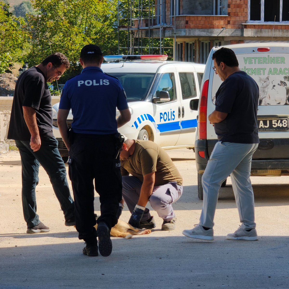 bpthaber's tweet photo. Sinop'ta bir sokak köpeği, silahla vurularak öldürüldü. https://t.co/v063Jhptu9