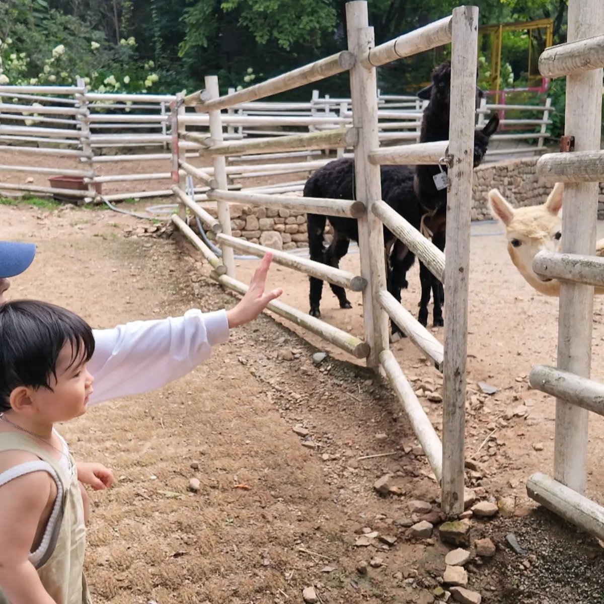 choiiyoojun's tweet photo. when yoojun was with samchon txt, he was scared of alpacas, but now he isn't scared of them anymore🥰 https://t.co/fLwiMT68r6