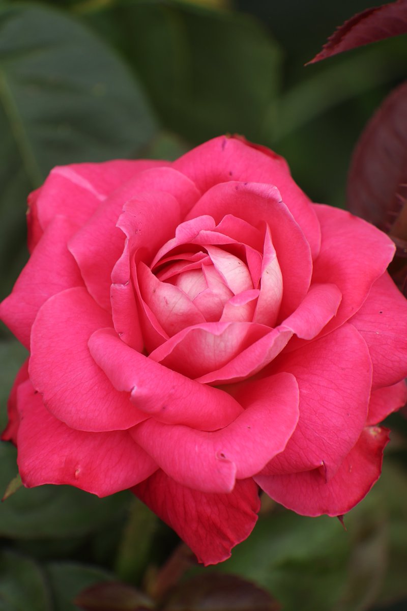 gontanokoneroku's tweet photo. Rose ☺️

#Photography #Flowers #Rose https://t.co/vLbPWyHeUD