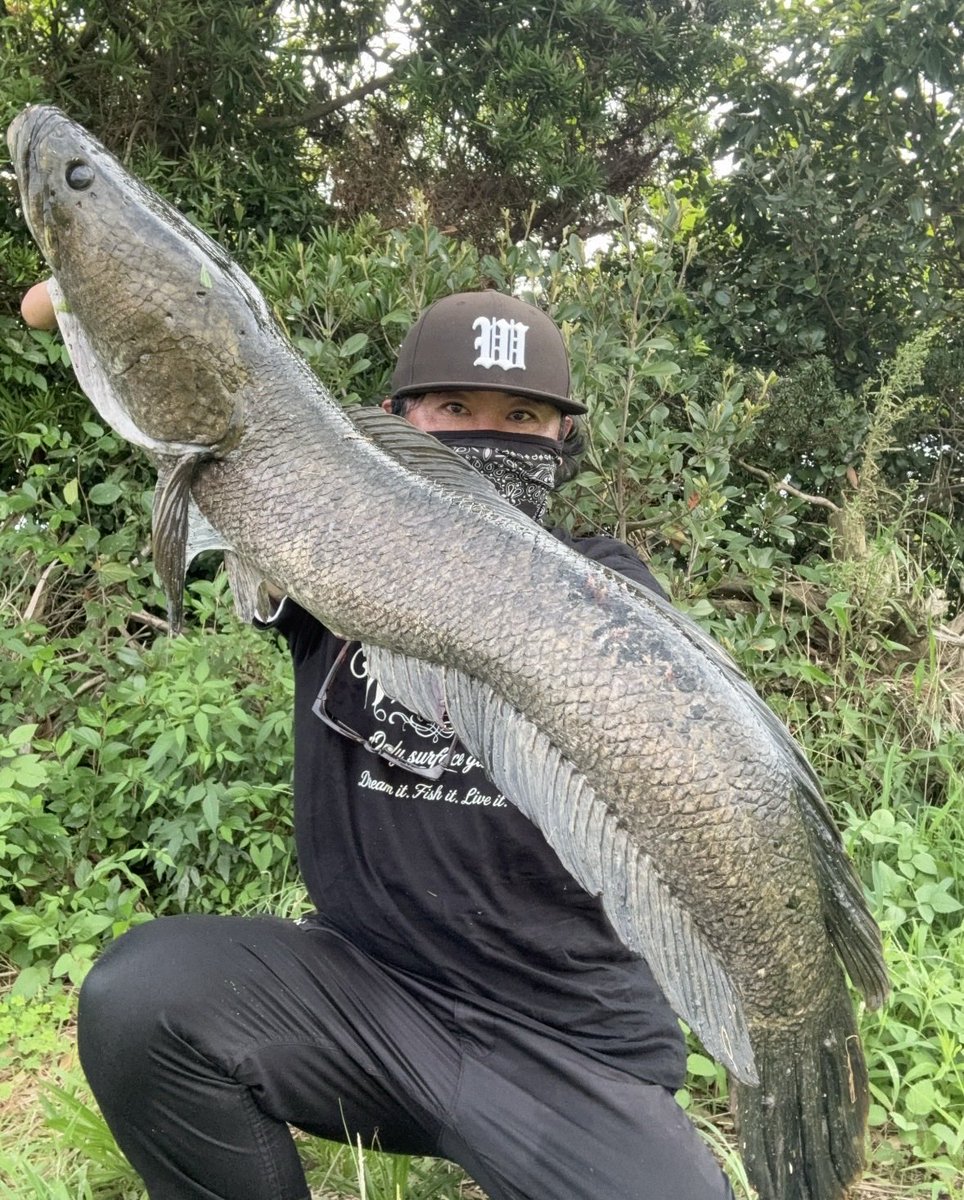 Fender6fenwick9's tweet photo. 良い頭の良型雷魚いただけました🙏 https://t.co/Qj9nMNwCv2