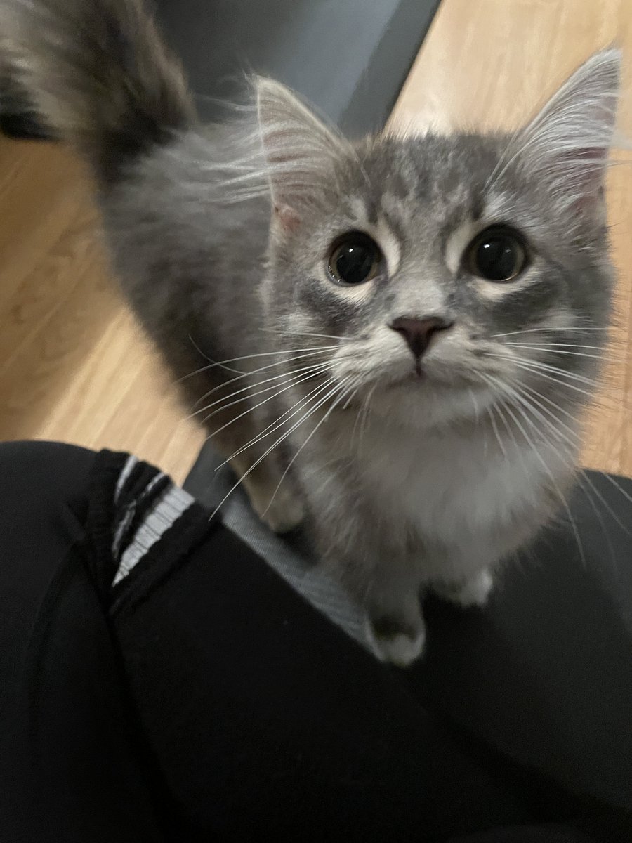 eviedead2's tweet photo. it’s mitzi’s birthday today so here’s a picture of her when she was a baby https://t.co/4qmfZV9XZZ