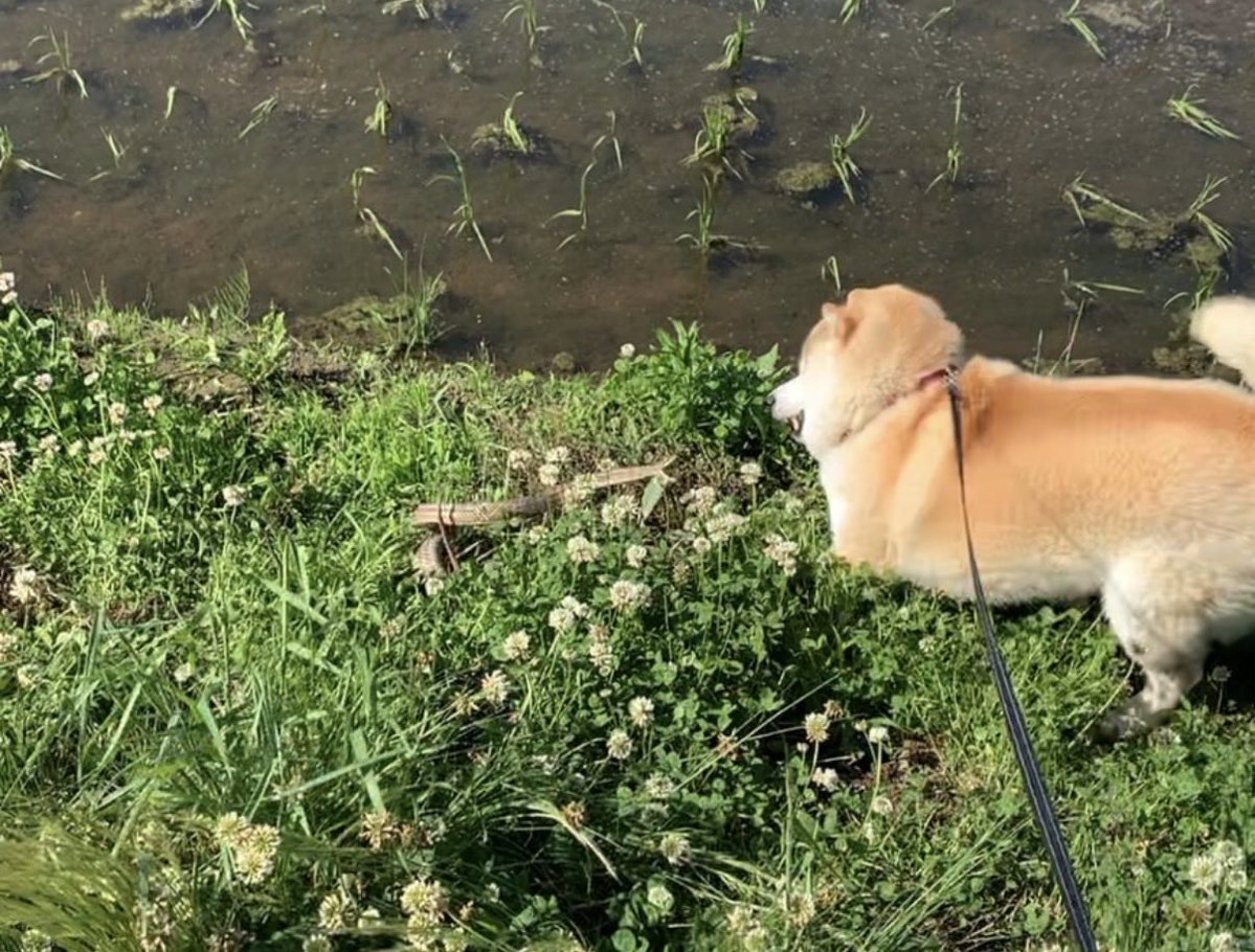 mugimu43060's tweet photo. うちの犬を見てくれてありがとう。もうほんと、感謝でいっぱいです　の気持ちと

普通に全然ちいかわくらい民意と支持を得たい　の気持ちが2:8くらいある。

これは蛇と戦っていた頃の犬 https://t.co/tGWKagC1eD