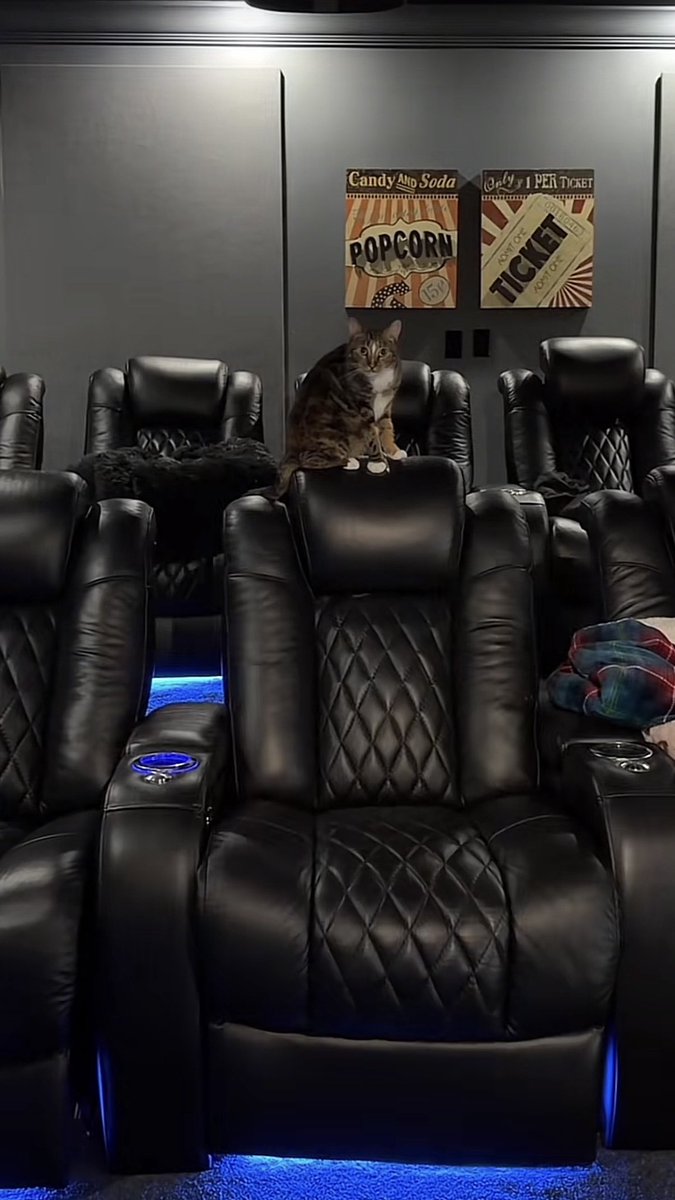 dttwt_community's tweet photo. 💙 silly kitties #gnf https://t.co/R6slX4aeuX