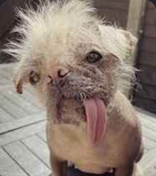 Charmaine5n's tweet photo. Whould you keep him for a day be honest https://t.co/ss2eignNTh