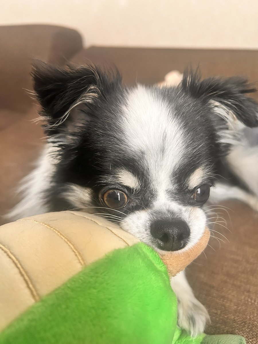 ushimaru0901's tweet photo. ねむくなってきたな🐾ごごもがんばろうね🐮

#牛柄チワワ　#自宅警備犬 https://t.co/euoFe7dHrO