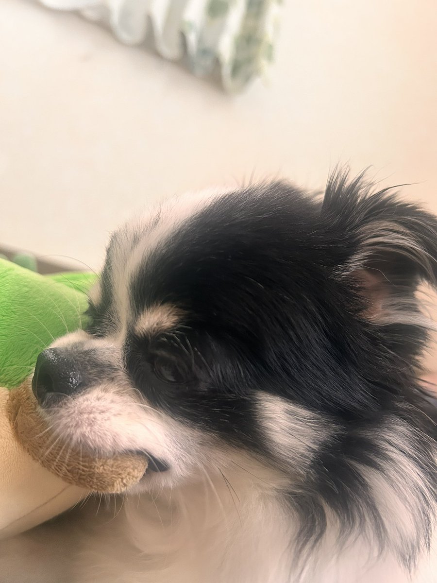 ushimaru0901's tweet photo. ねむくなってきたな🐾ごごもがんばろうね🐮

#牛柄チワワ　#自宅警備犬 https://t.co/euoFe7dHrO