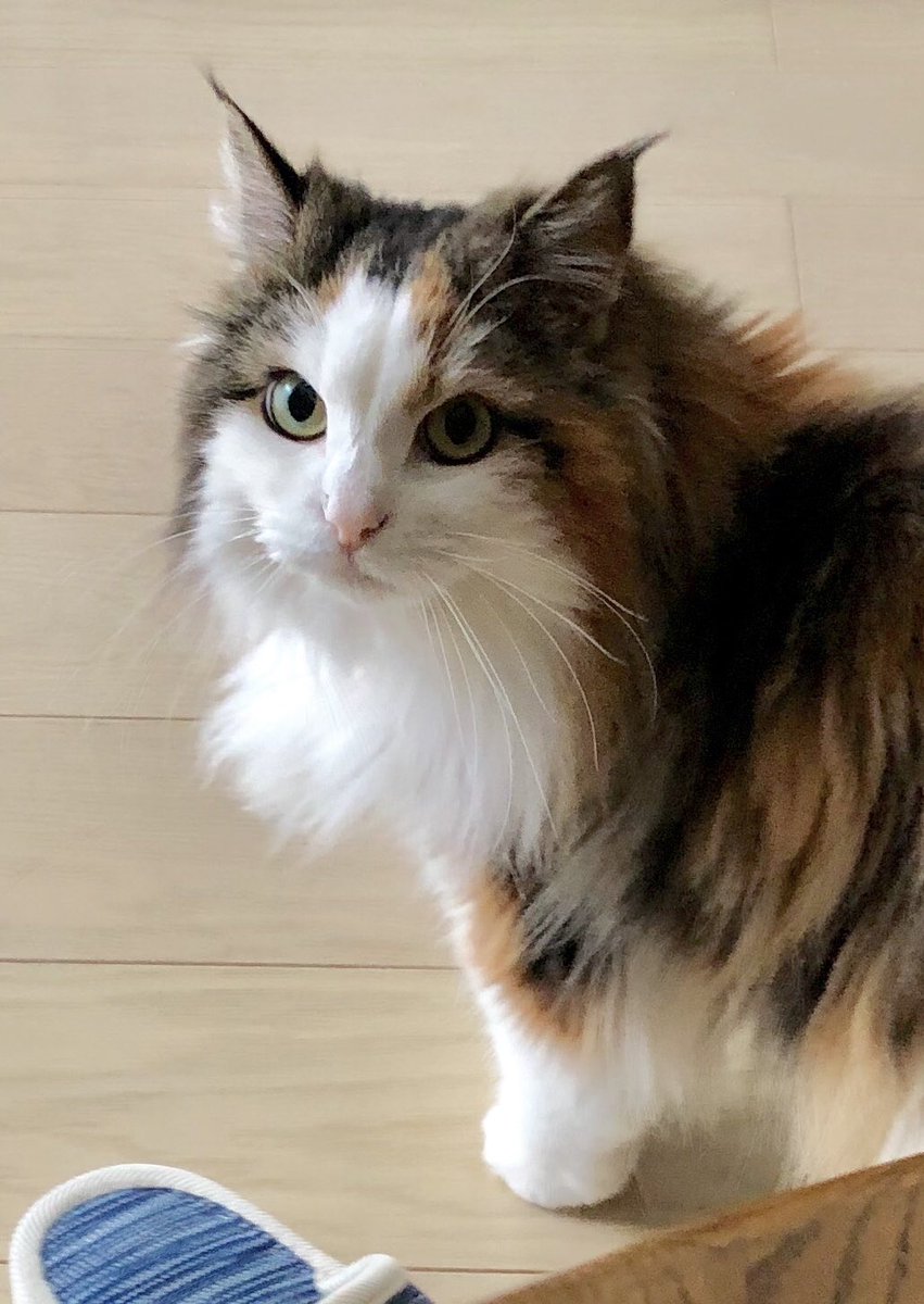 nor_nyanco's tweet photo. 🐱💕 https://t.co/HJjqODeufH