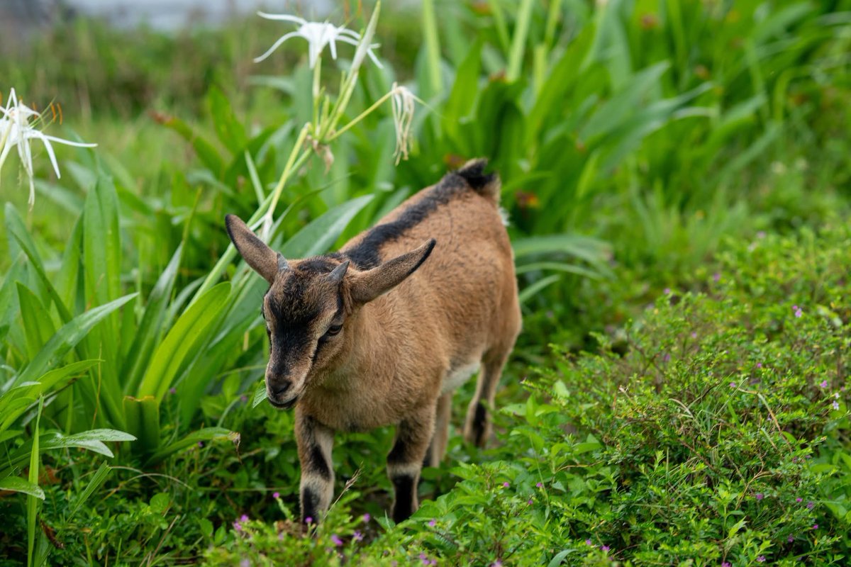 TWanderingView's tweet photo. A peaceful afternoon in the highlands, with a little goat wandering through the mountains in search of food.🐐
No rush, no noise — just a slow, simple day spent in the beauty of nature.⛰️
#TheWanderingView #trending #view #mountain #cornfield #goat https://t.co/cU8yKHXcL1