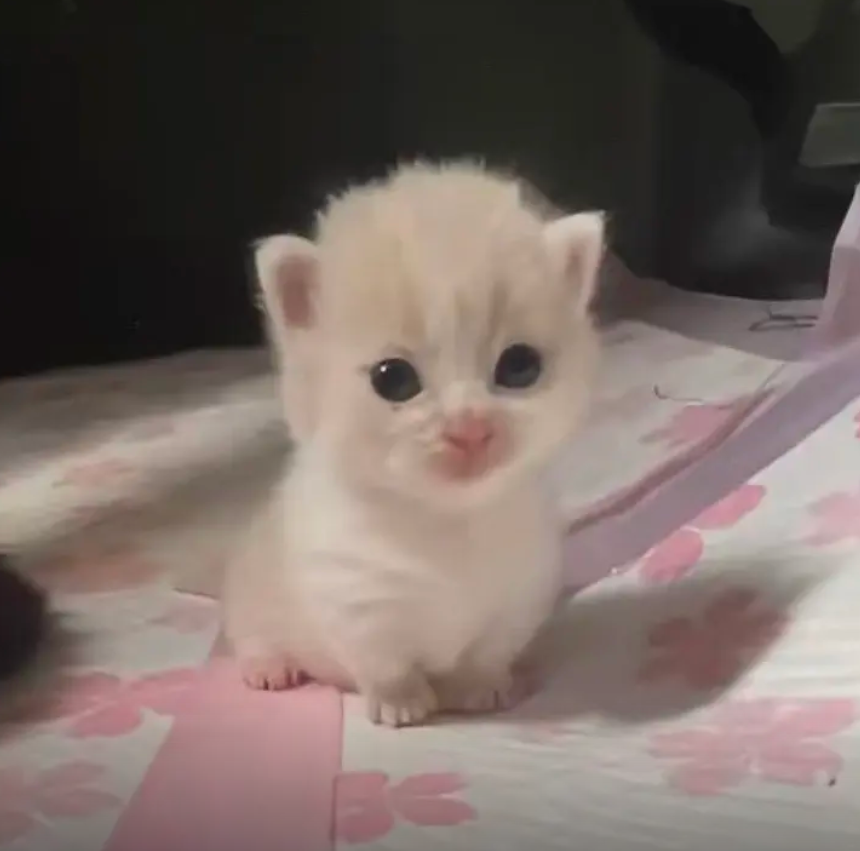 culKitten's tweet photo. https://t.co/9i4hr4Kdp0