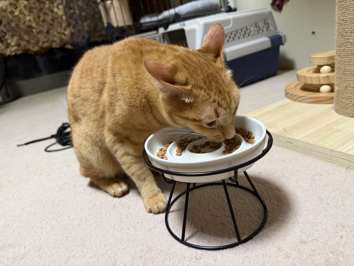 skpcats's tweet photo. カパちゃんは食べるのがちょっとへたなので、ご飯が自然と真ん中に集まるようなお皿を購入
いつもこぼしながら食べてるけど、上手に食べられました🍖

ペパは早食いして吐き戻しちゃうので、随分前からデコボコ皿 https://t.co/p17EOXUpGb