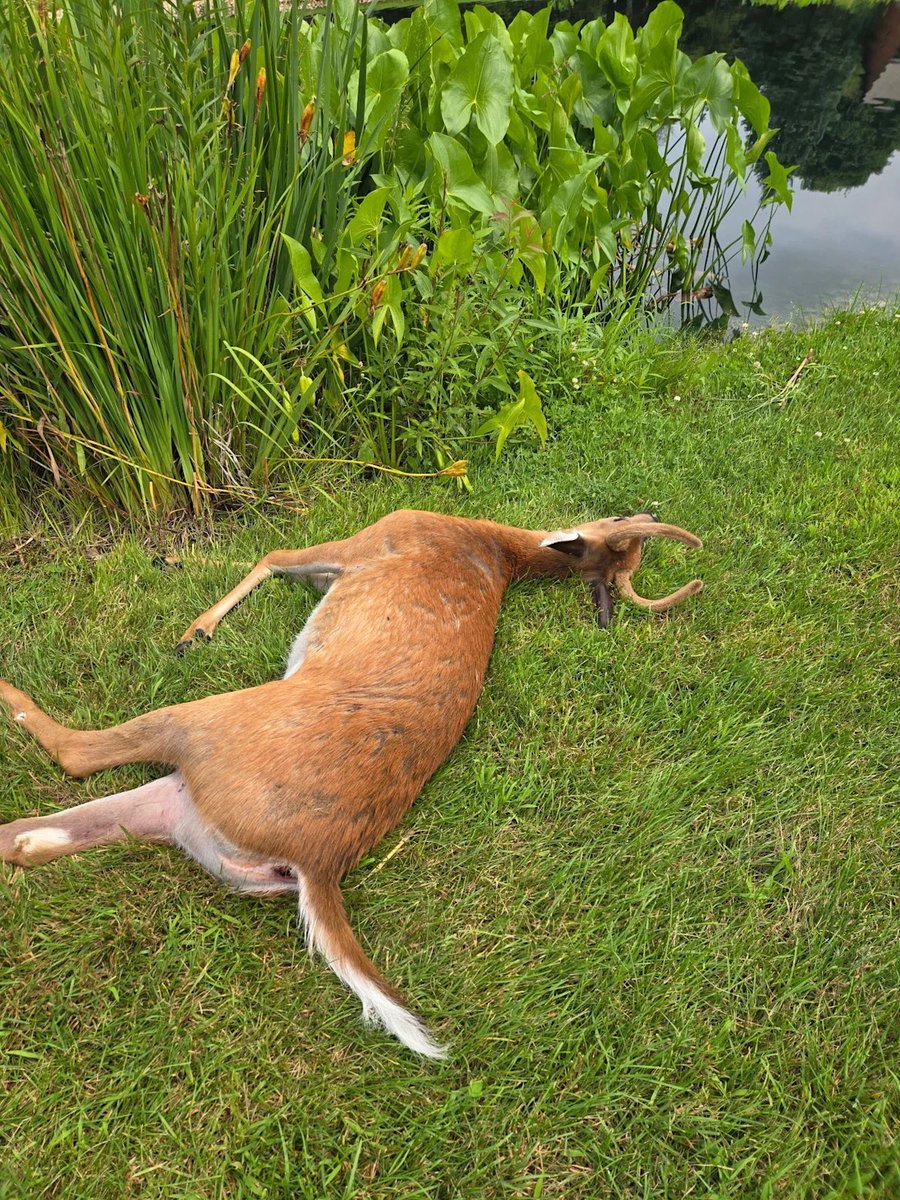 PrblemSean's tweet photo. An outbreak is killing deer by the hundreds in southeastern Wisconsin.🦌 

At least 600 white-tailed deer have died from epizootic hemorrhagic disease, spreading across at least three counties: Washington, Waukesha & Ozaukee.

It’s spread by tiny biting midges, not deer to deer. Infected deer run fevers and often lie down in water trying to cool off, so many are found dead right at the water’s edge.

It doesn’t infect humans, even through handling infected deer or eating venison from them.

The DNR says outbreaks like this rarely cause lasting damage to the herd, but the visible die-off itself has residents seriously alarmed.

The disease has no cure. The only thing that ends it is the first hard frost, which kills the midges spreading it. ❄️