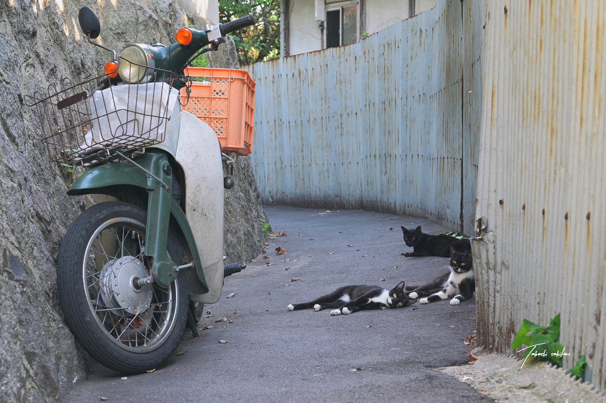 whitecatseye's tweet photo. バイクより猫が主役🛵🐈️

#ねこかわいい 
#猫のいる暮らし 
#猫好きさんと繋がりたい https://t.co/ff7NDQAyNo