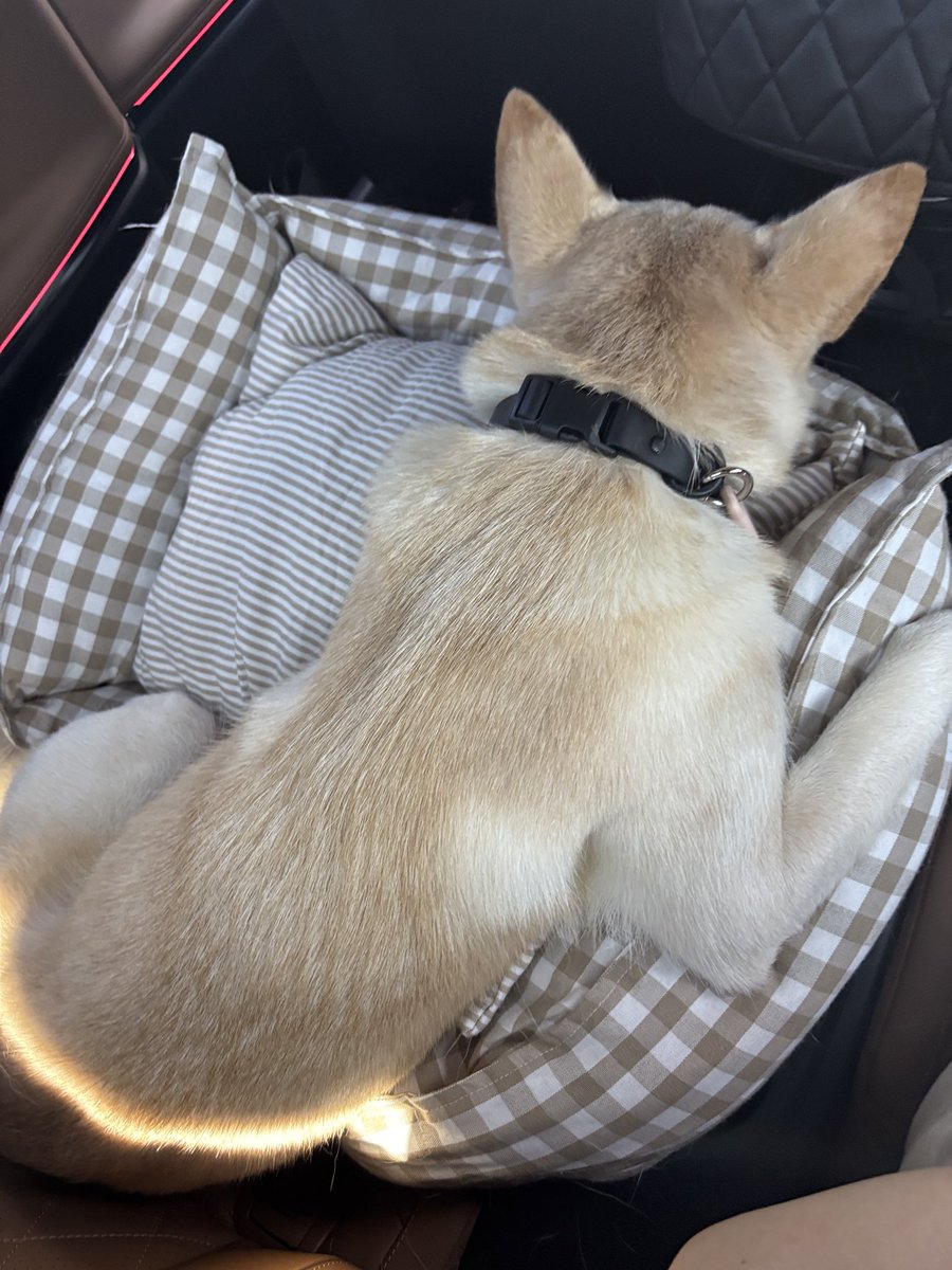 Lindsey__S2's tweet photo. 린지 차도 잘 타요
우헤헤 기특해서 뽀뽀백번 https://t.co/nGvLKWxFJY