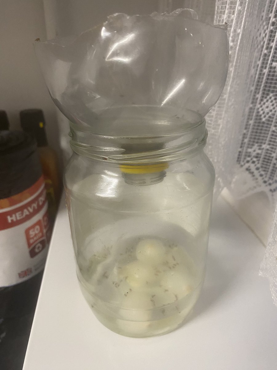 SerSquiggy's tweet photo. Mayflies in my Kitchen have been doing my head in.

So I attempted to make a Mayfly Extermination Device with no idea what I was doing.

With zero knowledge I think Ive done ok ? 🤷‍♂️

#mayfly #mayflies https://t.co/Udo6HwDQey