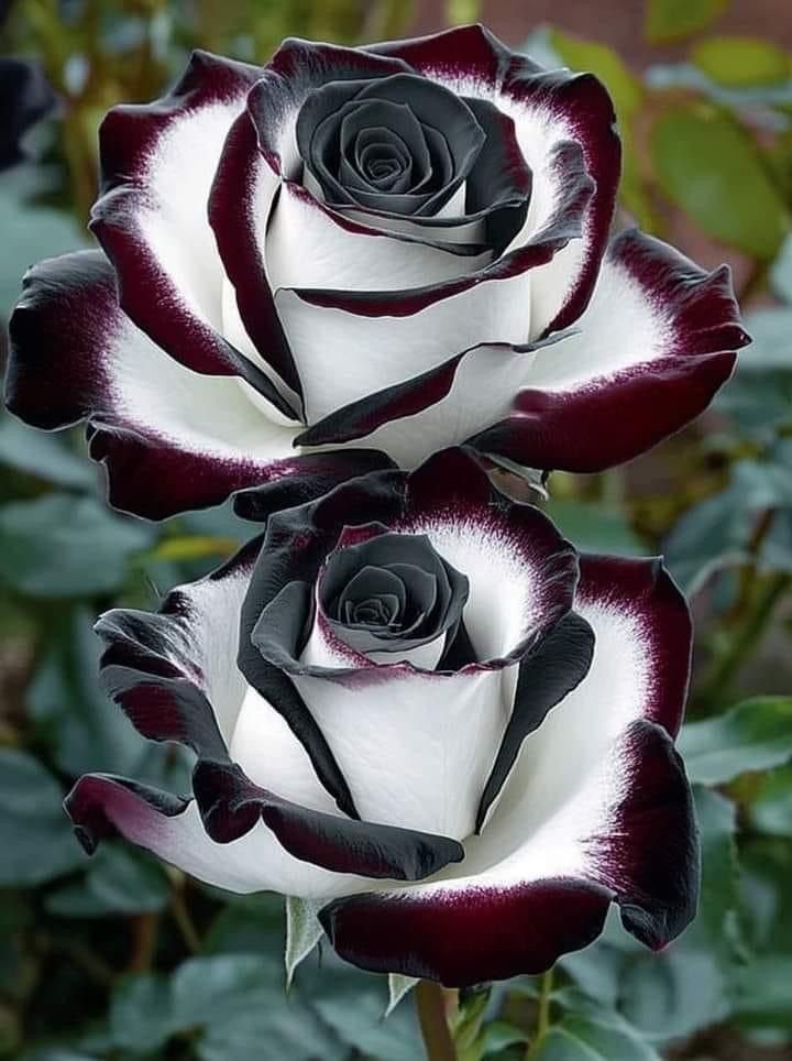 Fariimaacoxa's tweet photo. https://t.co/URdjDYelsi