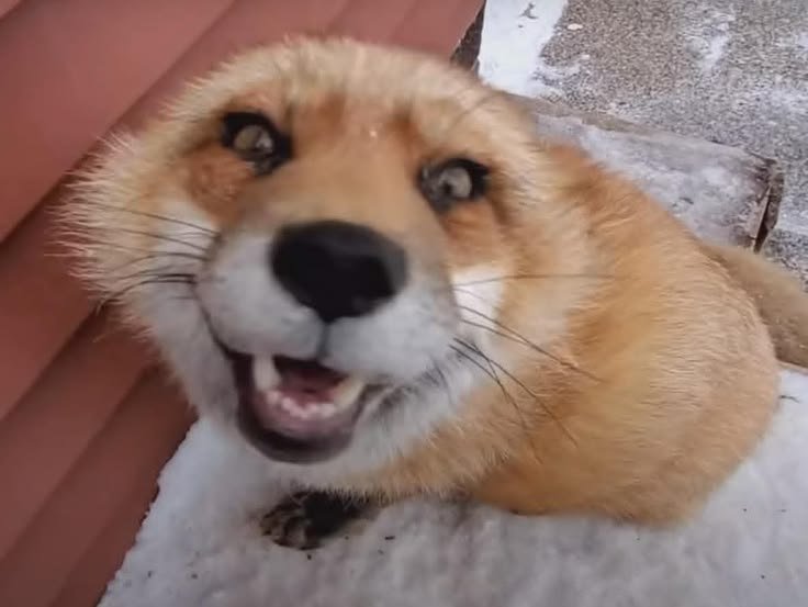TheFoxLife's tweet photo. https://t.co/XBTkjmWTtn