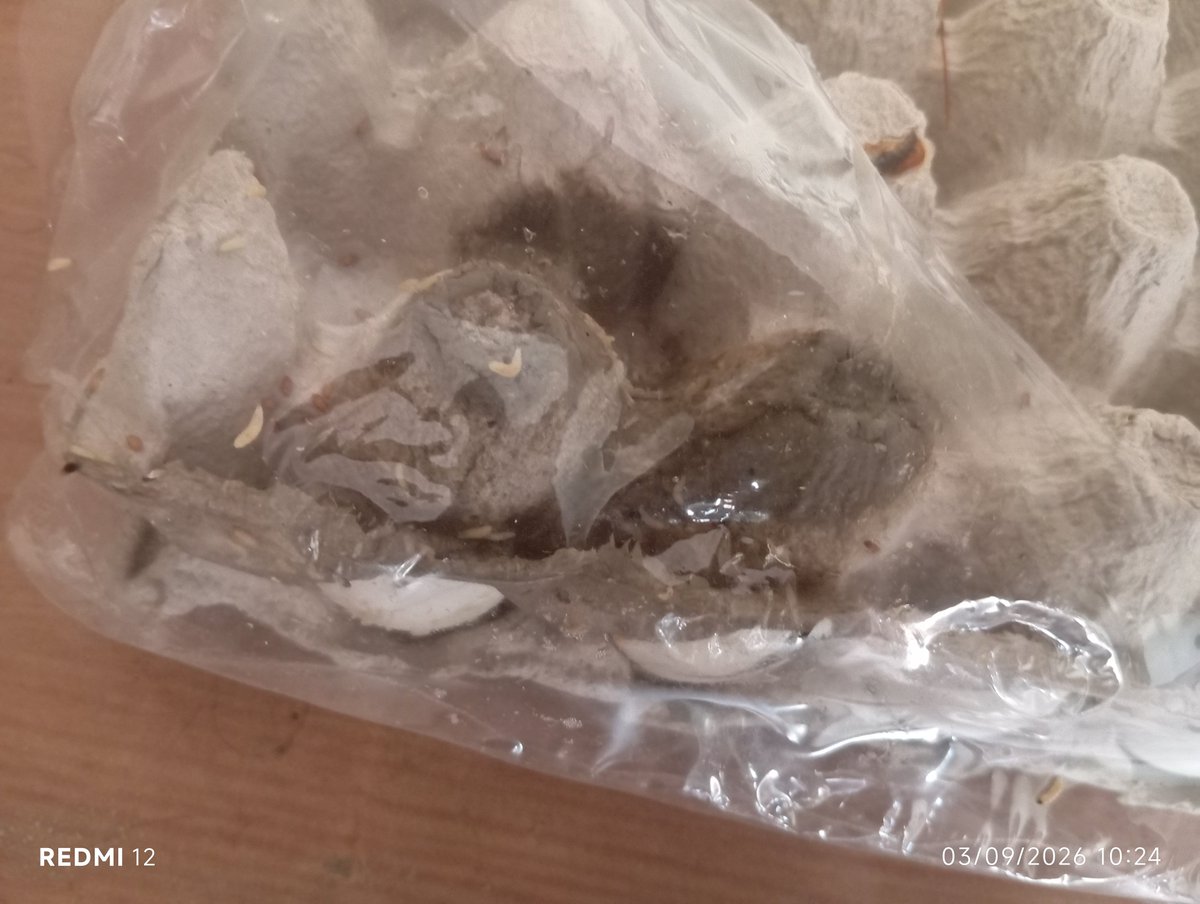 s_fuse's tweet photo. I have ordered eggs from @Flipkartminutes this morning. I have recieved rotten with worms in it. Trying to chat with Flipkart support. Have all screenshot &amp;photos. They are asking same thing again &amp; again. Horrible! @FDA_MAHARASHTRA @Tukaram_IndIAS @flipkartsupport @Flipkart https://t.co/falp0lJTD1