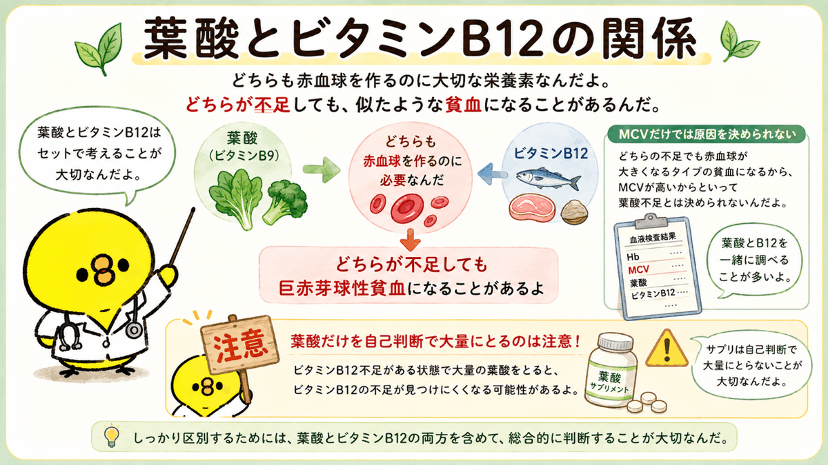 kensa_pisuke's tweet photo. 【葉酸とビタミンB12、一緒に調べるのはなぜ？】

葉酸とビタミンB12は別のビタミンだけど、
どちらも正常な赤血球を作るために大切なんだ。

さらにどちらが不足しても巨赤芽球性貧血につながることがあるよ。

だから血液検査では、どちらの場合もMCVが高くなることがあるんだ。

なぜ貧血になっているのかを確認するためには、
葉酸だけでなくビタミンB12も一緒に検査する必要がある。

検査するには、ちゃんと理由があるってことだね。