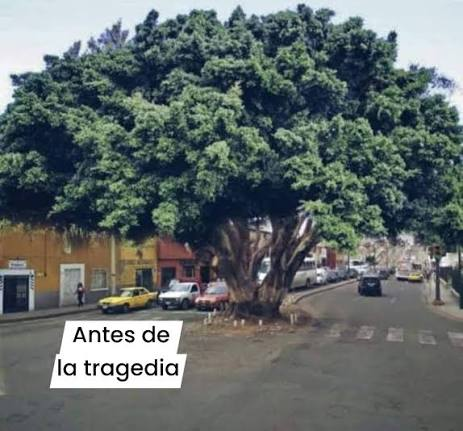 Gonzalo70688333's tweet photo. @PresenciaUni PERO NO DIJERON NADA CUANDO FASTIDIARON EL HISTORICO ARBOL DE CORREGIDORA Y AV UNIVERSIDAD
HICIERON COMO QUE QUERIAN SALVARLO . . .MATANDOLO!!! https://t.co/22GOHG0o2S