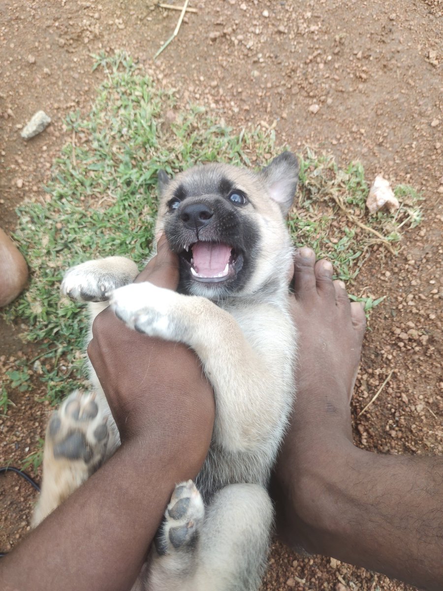 Rahulreddy_34's tweet photo. @pp_privatejet @pp_privatejet i will suck your dick if needed bro . I took loan for my mother funeral and didn't paid it 2500$ . To overcome the depression i adopted a dog. Now it's getting difficult to feed 

Id funmaxpro 

#wenmonthly https://t.co/4OIneZnQMP