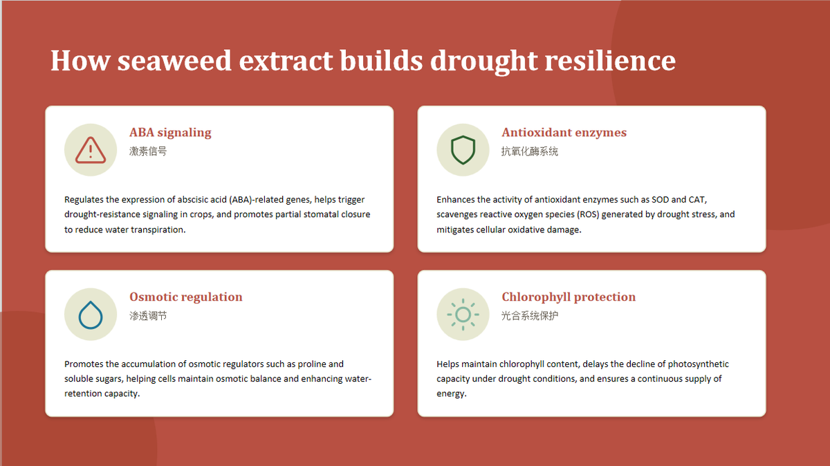 SalesSeawinner's tweet photo. El Niño is projected to bring severe drought to parts of Asia, Africa, and the Americas. With a wide variety of biostimulants available on the market, why apply seaweed fertilizer to crops to combat drought stress?
#Seawinbiotechgroup #seaweedextract #ElNiño #Seawin https://t.co/l3BMkC8EvT