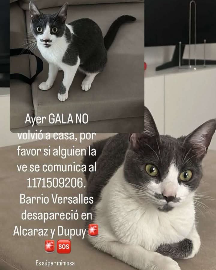 DeGatitos_'s tweet photo. #Perdiamigato 📢📢📢
RT RT RT 

GATITA PERDIDA EN VERSALLES!

CONTACTO EN LA FOTO 

#gatitosperdidos https://t.co/dqpx03RIWA