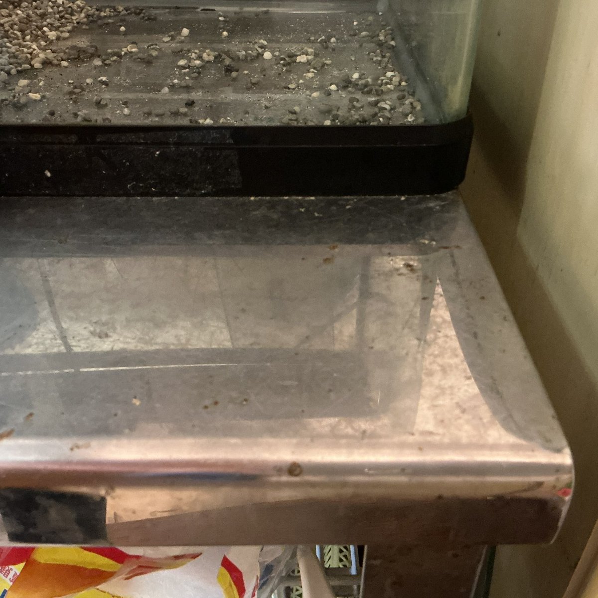 tochigisakai's tweet photo. 【備品譲ります】
店内にある年季の入った水槽（60×30×36cm）（フィルター付属）とそれを乗せているステンレス作業台（60×50×67.5cm）のお譲り先を探しております。
ご自身で運搬可能な方、ご来店の上、現物確認、ご検討ください🙏
水曜以外の10時〜16時でしたら、事前連絡不要です。 https://t.co/Am30e8MLRX