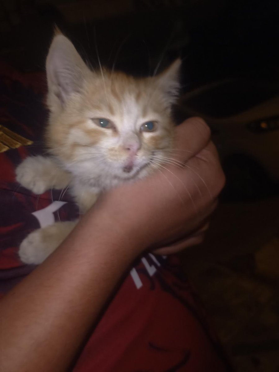 Gullit125836's tweet photo. beleşe kedi buldum karnım da aç o yüzden bu akşam kedi buğlama var https://t.co/xMRbQhwaA0
