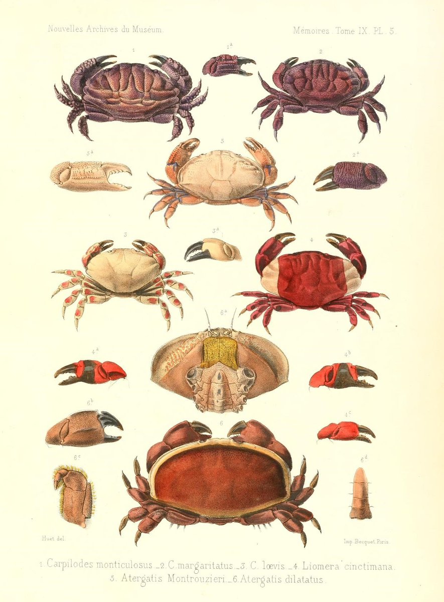 CRCiencia's tweet photo. ILUSTRACIENCIA
Cangrejos
📚 Recherches sur la faune carcinologique de la Nouvelle-Calédonie, Paris,Masson et Cie.,1872-74
#Crustaceos #IlustraCiencia https://t.co/1Ok3OLNWpy