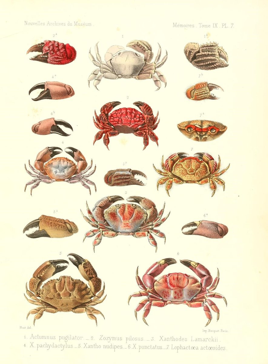 CRCiencia's tweet photo. ILUSTRACIENCIA
Cangrejos
📚 Recherches sur la faune carcinologique de la Nouvelle-Calédonie, Paris,Masson et Cie.,1872-74
#Crustaceos #IlustraCiencia https://t.co/1Ok3OLNWpy