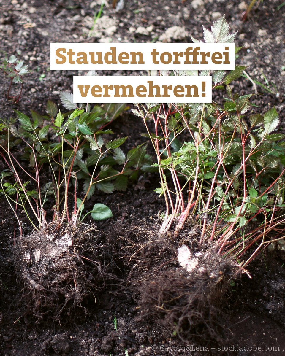 FNR_eV's tweet photo. 🌿 Stauden lassen sich jetzt gut teilen. Ihr verjüngt damit eure Pflanzen und gewinnt neue Stauden für Beet oder Kübel. Mit torffreier Erde ermöglicht ihr euren Pflanzen einen guten Start und schont wertvolle Moorböden! Mehr dazu: https://t.co/rW3zMZf86t https://t.co/3baLjRLbK5