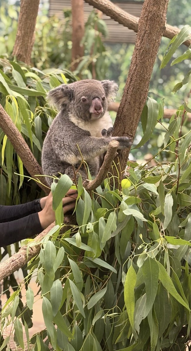 m4325m's tweet photo. つーちゃん🐨6歳のお誕生日おめでとう！
もちもち大きくて、たれ耳にきゅるるんおめめがかわいいつーちゃん💕
また会いにいくね☺️
2026.8
#コアラ #つくし #平川動物公園 https://t.co/S7r8rUutE8