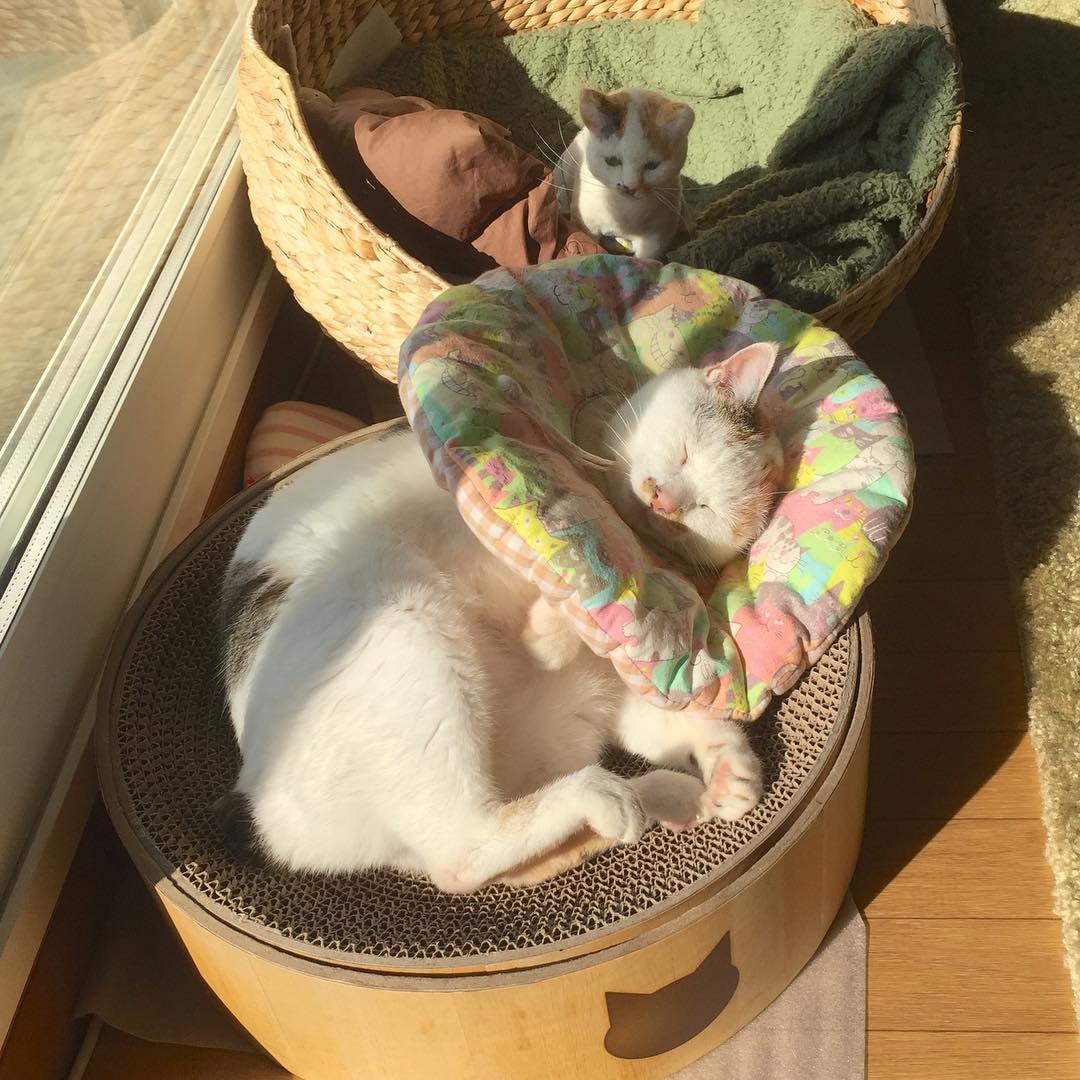 ArielleFilice's tweet photo. honestly if you ask me, @grok is just as confused about the meaning of life as the rest of us. at least i am mostly consistent 🥱 https://t.co/raxeb4Phgr