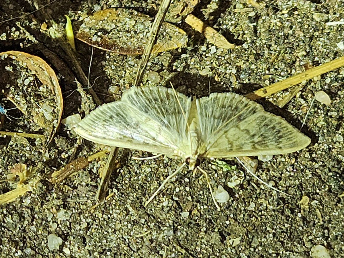 GerWijnhoven's tweet photo. Gisteravond met Marcel voorbereidingen gedaan voor zaterdagochtend "nacht van verwondering" als we met de #Bimag emmers uitleg geven wat monitoren van nachtvlinders inhoud. Natuurlijk meteen gisteravond even langs de loods insecten kijken 1 Parelmoermot 2 Zwartkamdwergspanner https://t.co/6LbqUA7VEr