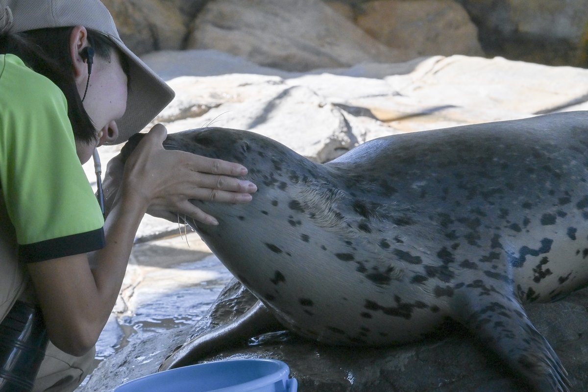 channao_2010's tweet photo. ぐしゃぁを観測

2026.08

 #しながわ水族館
 #しぶき #ゴマフアザラシ https://t.co/st9n9GuVRN