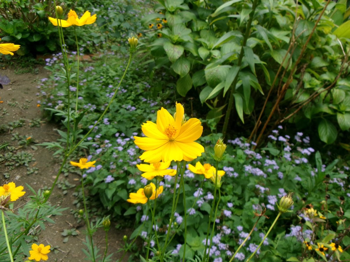 nankacurl's tweet photo. ときどき雨のウチの庭
ハナムグリがムクゲの花に頭をうずめて陶然としている
キバナコスモスの黄色とユーパトリウムの青
花がさびしくなるこの季節に元気に咲いて貴重です
蒸し暑い日が続いてニンゲンたちはなんとなく不調
ヤマガラのつがいがしょっちゅうやってくるのだけ���楽しみ https://t.co/mPQRJ3UyHh