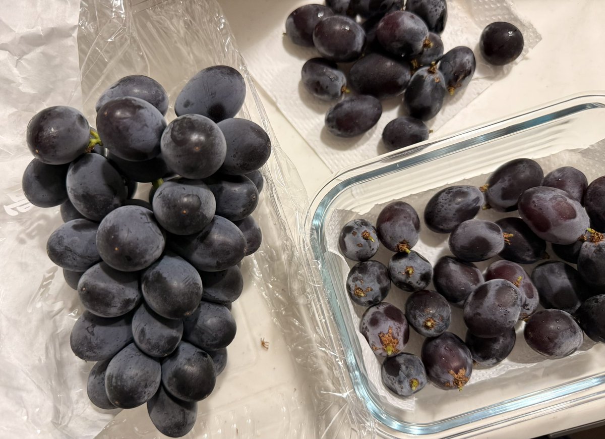 chaxx13's tweet photo. 好きな作業🍇
ほんま高尾ぶどう美味しいわ🥹 https://t.co/AuyHQHfDv2