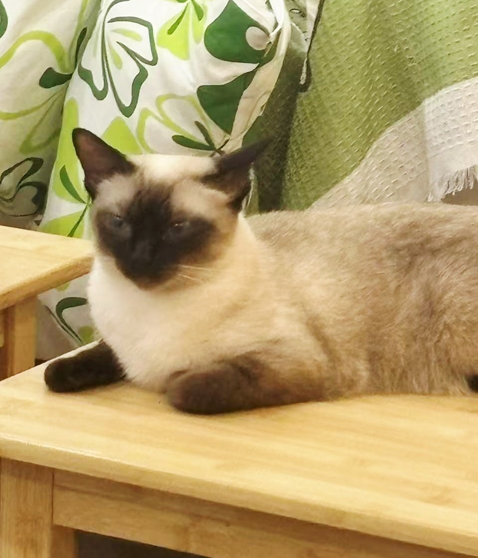 mihe111111's tweet photo. 两只哈基米🐱🐱 https://t.co/HOv9QOI023