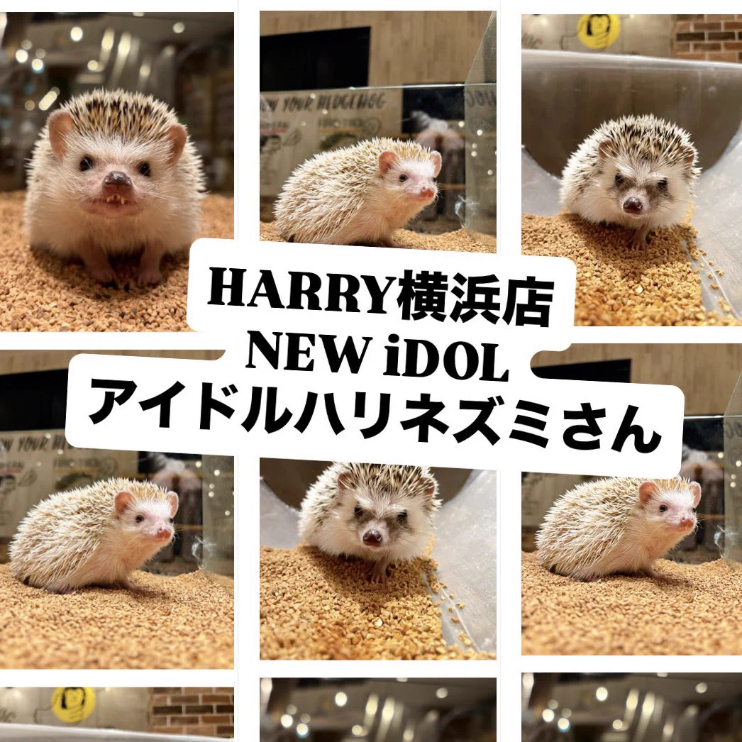 ハリネズミさん HARRY 横浜中華街店 na platformě X: „💞NEWアイドルハリネズミさん